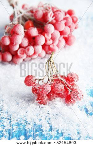 Red berries of viburnum with ice crystals, on blue background