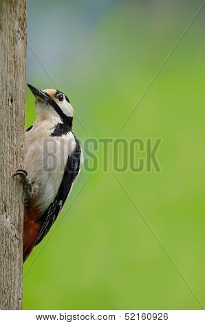 Great Spotted Woodpecker