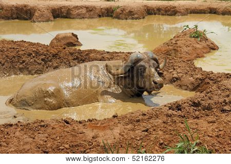 Wallowing Cape Buffalo