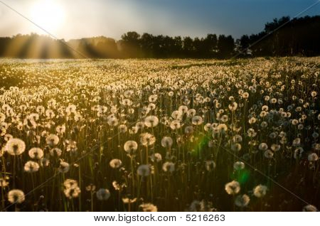 พระอาทิตย์ตกดินบนโดว์ Dandelion