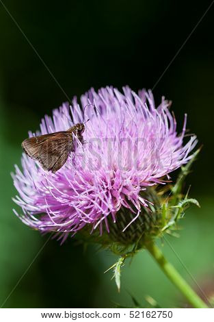 Clouded Skipper