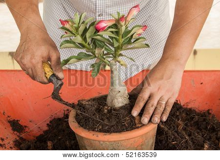 A Man Planting Red Adenium Obesum