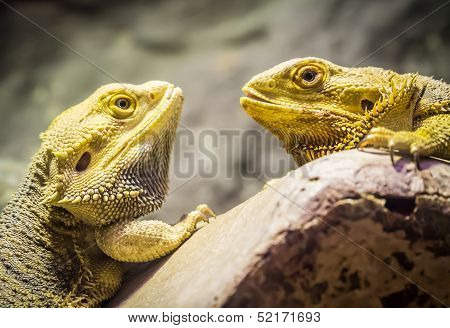Yellow Bearded Dragons