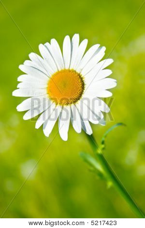 Daisy