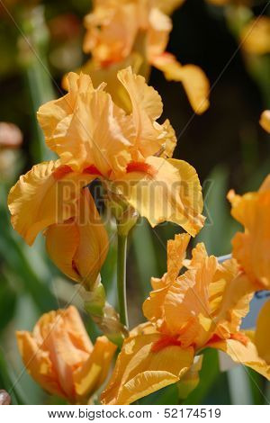Flower of bearded iris closeup
