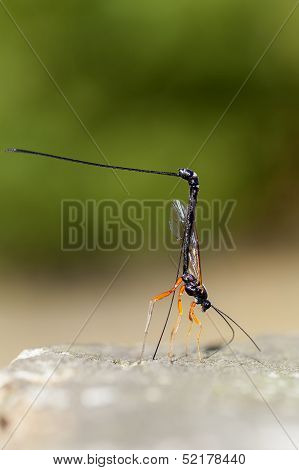 wood wasp - Ephialtes manifestator