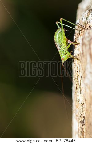 Dotted Tender cricket - oviposition