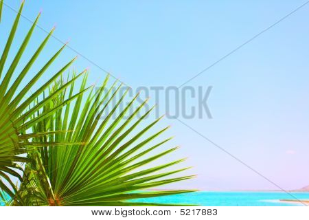 Foglie di Palma e mare
