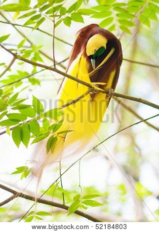 Summer sea view with coconut tree at Lang tengah island, Malaysia