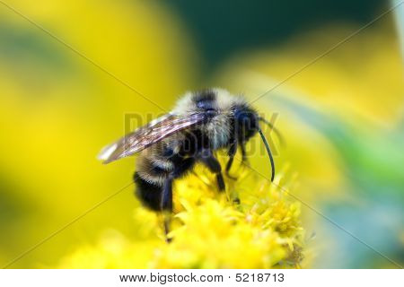 Bumblebee settentrionale d'oro
