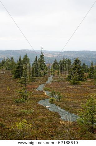 Road With Rare Trees And Brownish Grass
