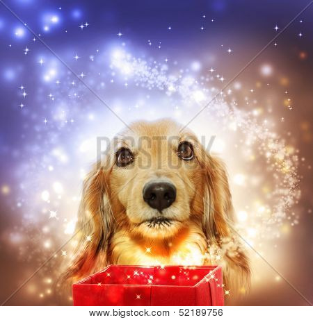 Dachshund Opening A Magic Box