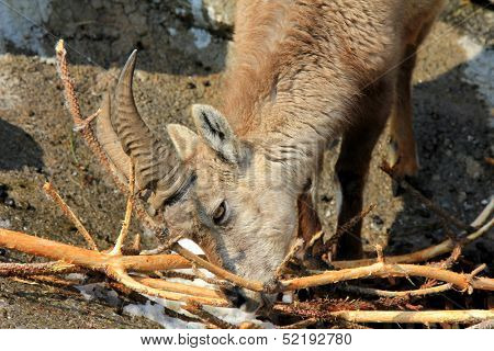 A Young Steinbock, The Alpine ibex, eats Twigs during the Winter in Alps