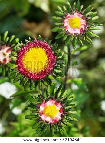 Flower in the garden