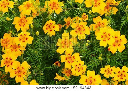 Yellow marigolds