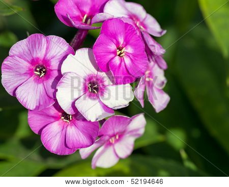 Purple phlox