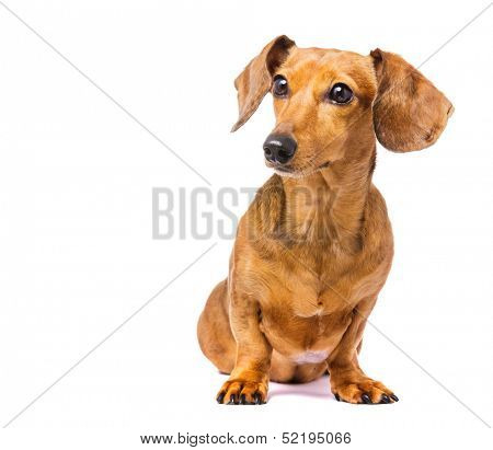 Dachshund Dog