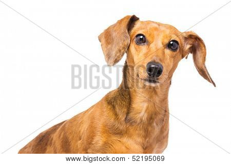 Dachshund Dog isolated on white