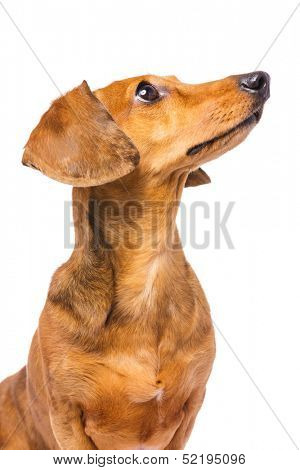 Dachshund Dog isolated on white