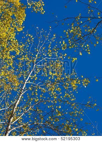 Aspens