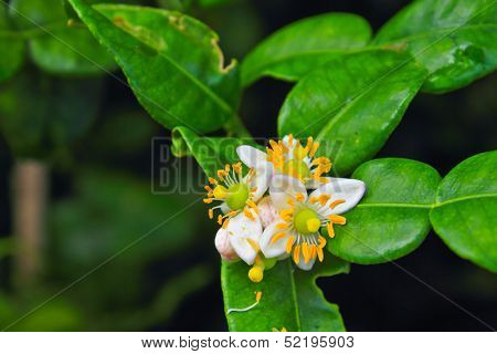 Flower Of Bergamot Fruits On Tree