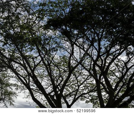 Silhoute Tree Branches