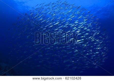 Sardines School in Ocean