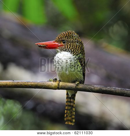 Female Banded Kingfisher