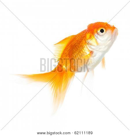 Close up of swimming goldenfish, isolated on white. Concept of wishes fulfilment and natural beauty