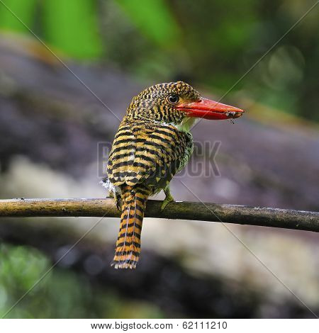 Female Banded Kingfisher