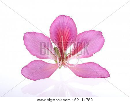 Hong Kong Orchid 