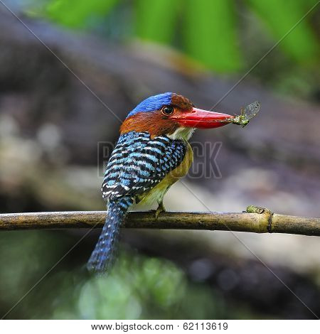 Male Banded Kingfisher