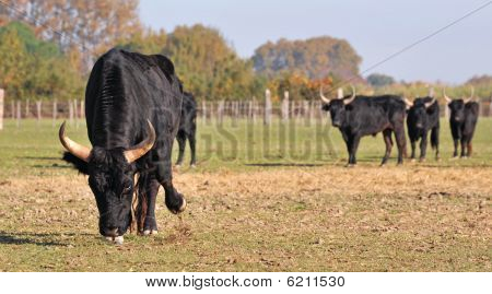Boos Bull