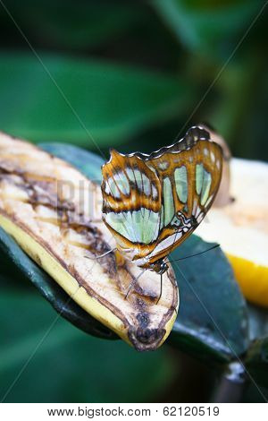 Malachite (Siproeta stelenes) butterfly
