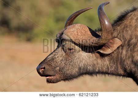 Portrait of an African or Cape buffalo (Syncerus caffer), Addo National park, South Africa 
