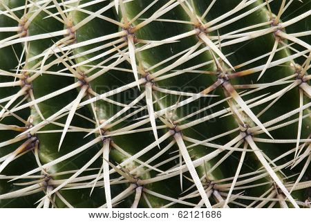Detail Of Cactus Thorns