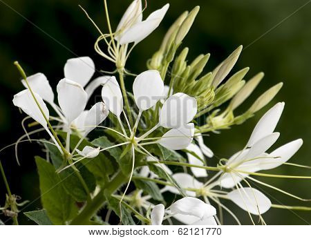 Cleome Flower