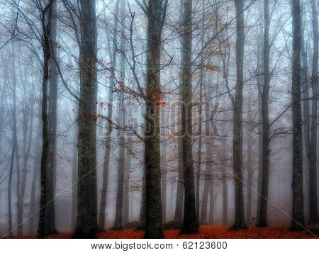 autumn
