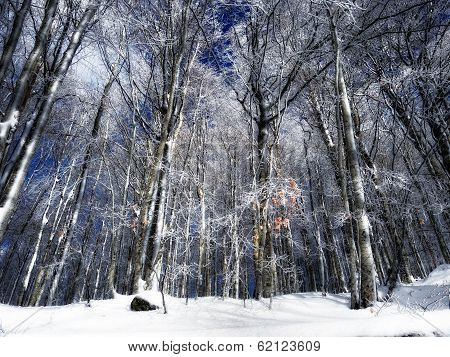 Snow