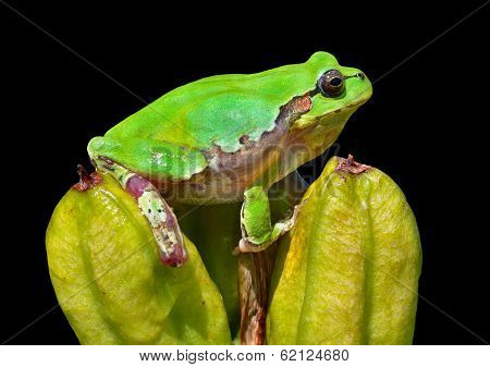 Hyla (tree Toad)