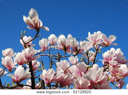 Magnolia Alexandrina Flowers
