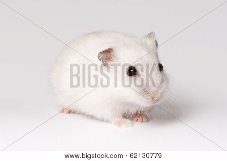White Hamster
