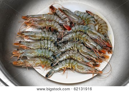 Shrimps
