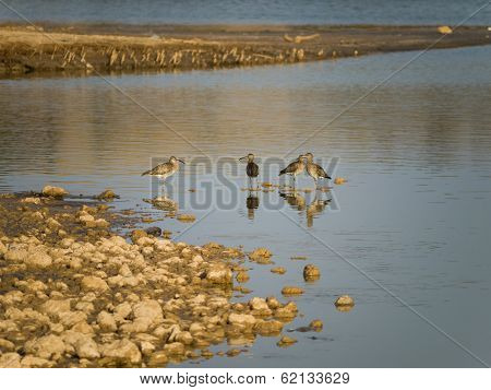 Lagoon of Maspalomas