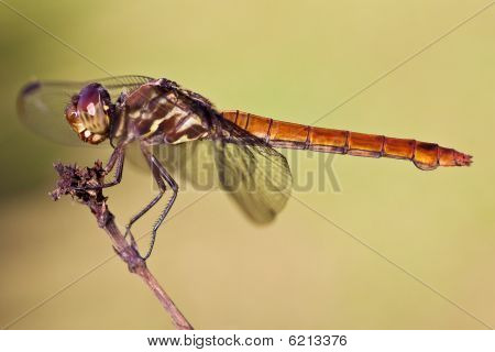 Primo piano di un insetto Odonata isolato sfondo