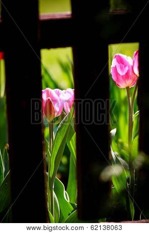 Tulips Visible From Behind The Wooden Fence Boards.