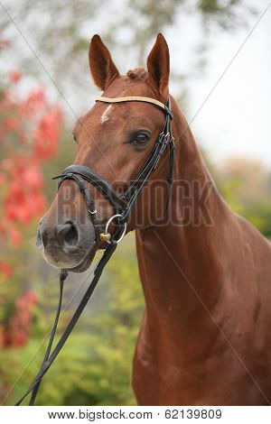 Nice Big Horse With Perfect Hair Style