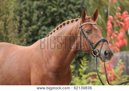 Nice Big Horse With Perfect Hair Style