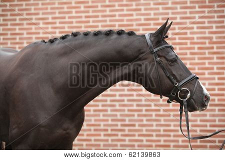 Nice Big Horse With Perfect Hair Style
