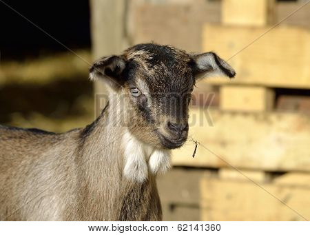 Portrait of a funny young goat